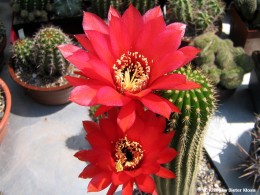 Trichocereus grandiflorus